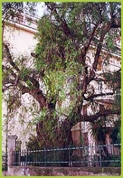 Albero del pepe: foto del Corpo Forestale dello Stato (C.F.S.) di Savona