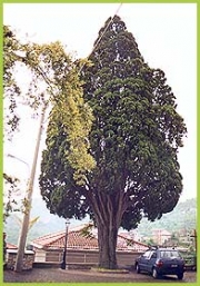 Cipresso: foto del Corpo Forestale dello Stato (C.F.S.) di Savona