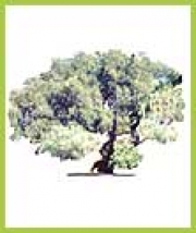 Ficus: foto di G.F.Micillo (C.F.S. Im)