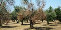 Disseccamento rapido degli olivi (CDRO)