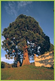 Sequoia gigante: foto di A.Baldi (C.F.S. Ge)