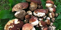 Raccolta funghi nelle foreste di proprietà regionale