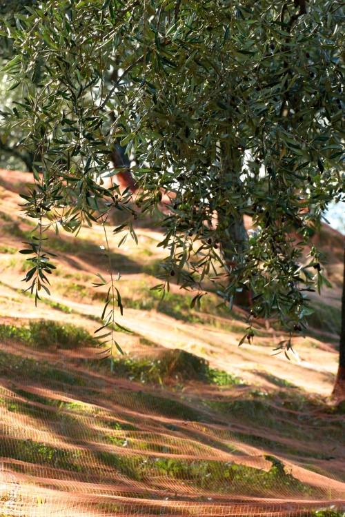 Moduli del settore olivicolo