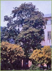 Magnolia: foto del Corpo Forestale dello Stato di Savona