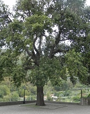 Leccio: foto del Corpo Forestale dello Stato (C.F.S.) di Savona Leccio: foto del Corpo Forestale dello Stato (C.F.S.) di Savona