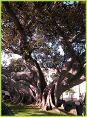 Ficus: foto di G.Ruzzeddu (Regione Liguria)