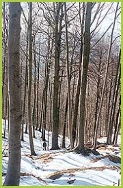 Faggio: foto del Corpo Forestale dello Stato (C.F.S.) di Savona