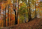 pianificazione forestale - bosco