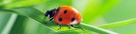 coccinella