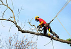 lavori nel bosco