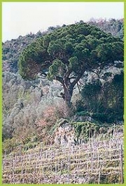 Pino domestico: foto del Corpo Forestale dello Stato (C.F.S.) di Savona