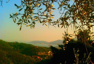 L&#039;oliva azzurra