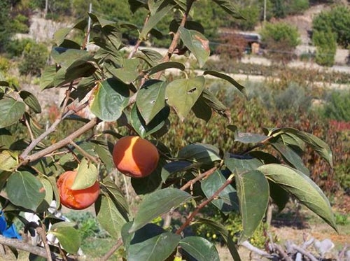 Immagine dell'azienda Antichi borghi della Liguria - clic per ingrandire.