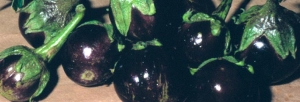 immagine: melanzana tonda genovese