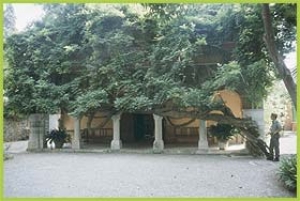 Glicine: foto di G.F.Micillo (C.F.S. Im)