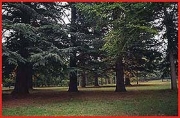 Cedro dell&#039;Atlante: foto di M.Saettone (Parco del Beigua)