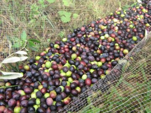 Immagine dell'azienda Il poggio di ginestro - clic per ingrandire.