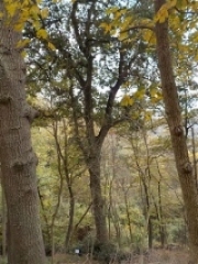 Cerro-sughera Cerro-sughera