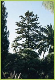 Araucaria di Cunningham: foto di G.F.Micillo (C.F.S. Im)