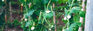 immagine: pisello di Lavagna