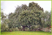 Carrubo: foto del Corpo Forestale dello Stato (C.F.S.) di Savona