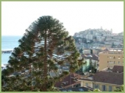 Araucaria: foto di Giovanni Vetrone