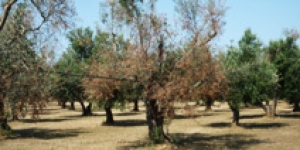 Disseccamento rapido degli olivi (CDRO)