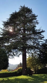 Cedro del Libano