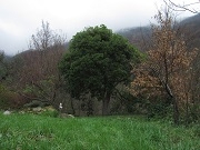 Cedro del Libano: foto del Corpo Forestale dello Stato (C.F.S.) di Genova