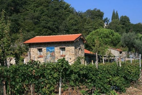 Immagine dell'azienda Il vigneto - clic per ingrandire.