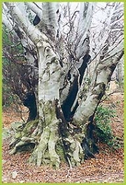 Faggio: foto del Corpo Forestale dello Stato (C.F.S.) di Savona