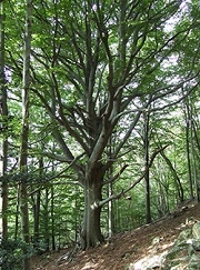 immagine: cartina di localizzazione dell&#039;albero