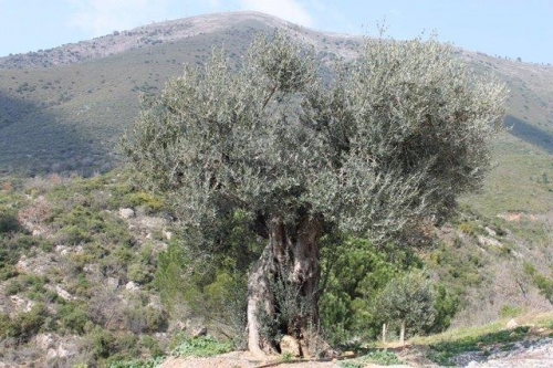 Immagine dell'azienda Il poggio di Nonno Piero - clic per ingrandire.