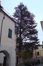 Cedro dell&#039;Atlante