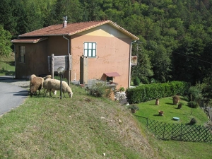 Graziella