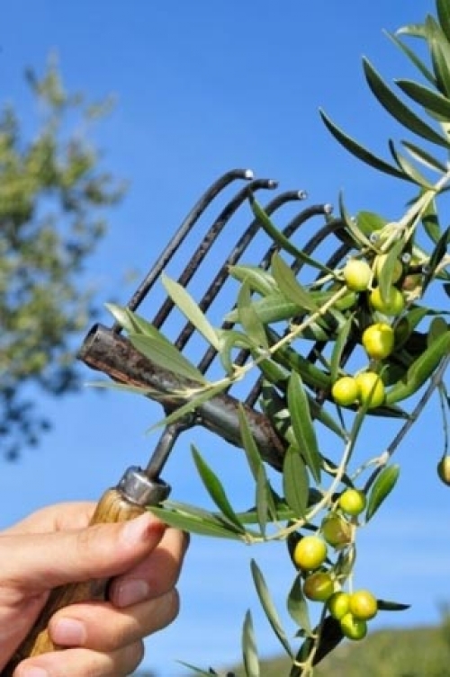 Immagine dell'azienda Borgata Vallone - clic per ingrandire.