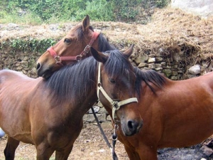 Fratelli Oddone