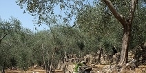 Comunicato per le aziende che coltivano vegetali sensibili a Xylella Fatidiosa - anno 2020