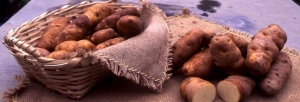 immagine: patata cannellina nera