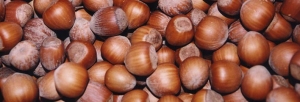 immagine: nocciolo