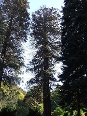 Sequoia sempreverde