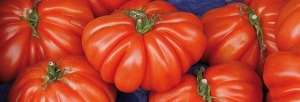 immagine: pomodoro cuore di bue