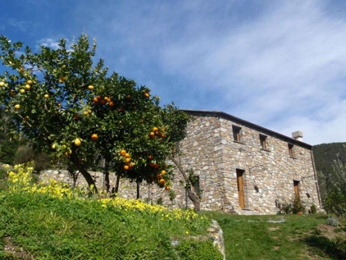 Immagine dell'azienda L'uliveto nel parco - clic per ingrandire.