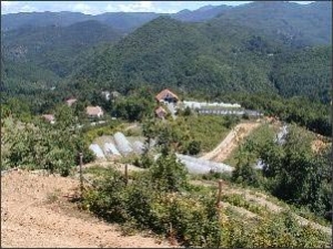 Dalpian Il Sottobosco