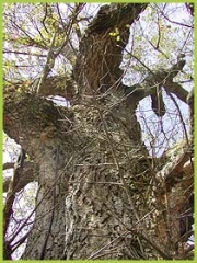 Leccio: foto del Corpo Forestale dello Stato (C.F.S.) di Savona