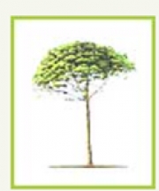 Pino domestico