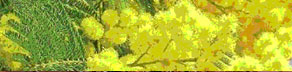 mimosa